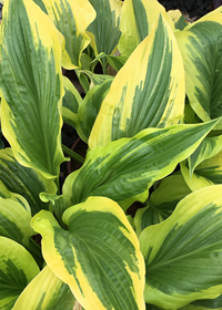 Hosta montana 'Aureo-marginata'